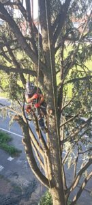 Potatura piante in Brianza