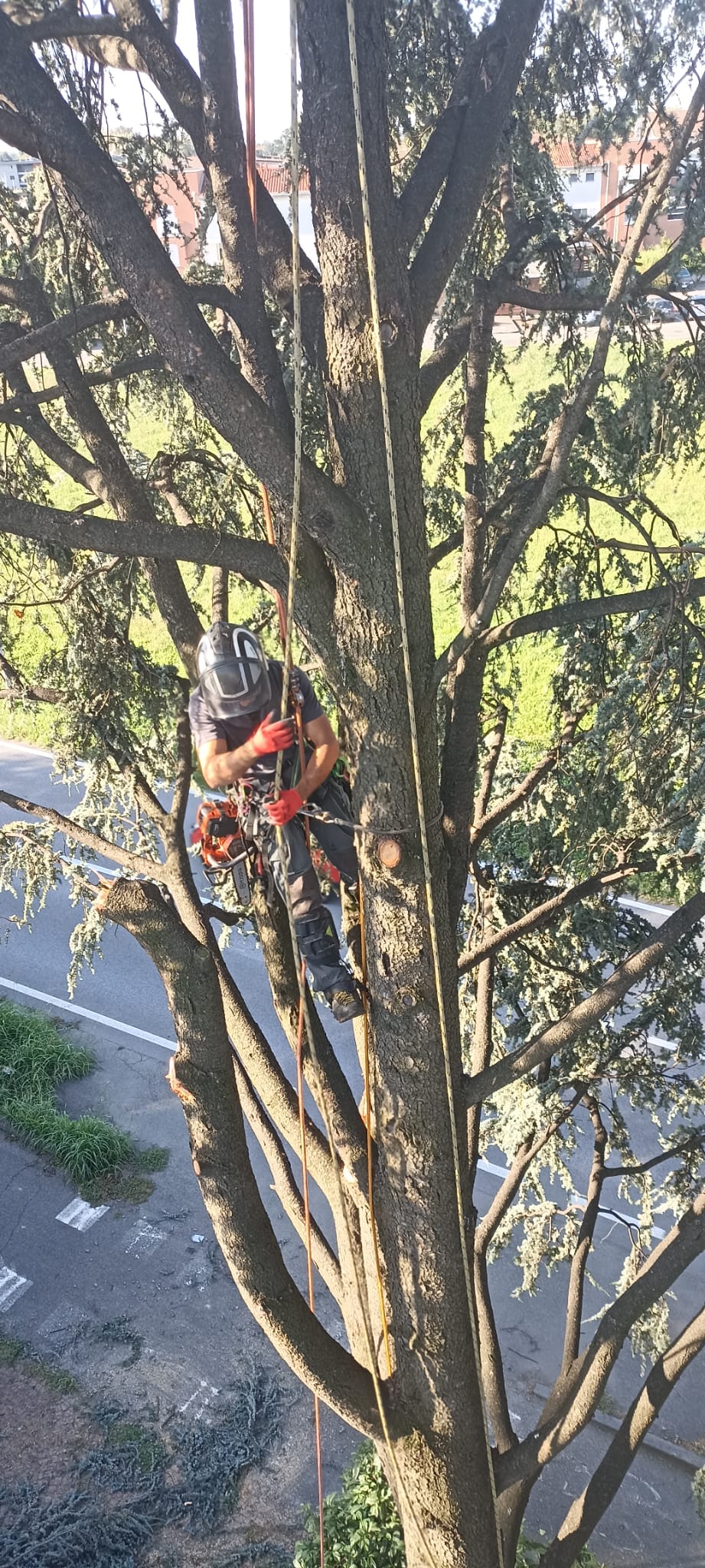 Potatura piante in Brianza